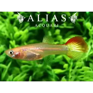 Guppy femmina Sunset Blond
