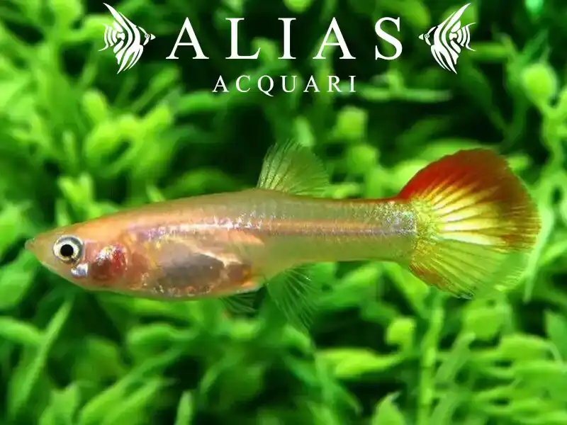 Guppy femmina Sunset Blond
