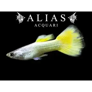 Guppy maschio German Yellow
