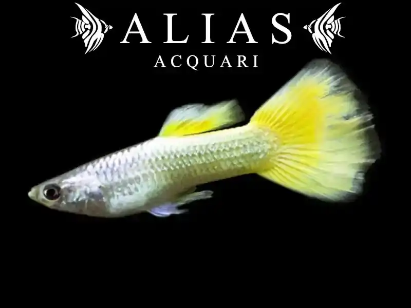 Guppy maschio German Yellow