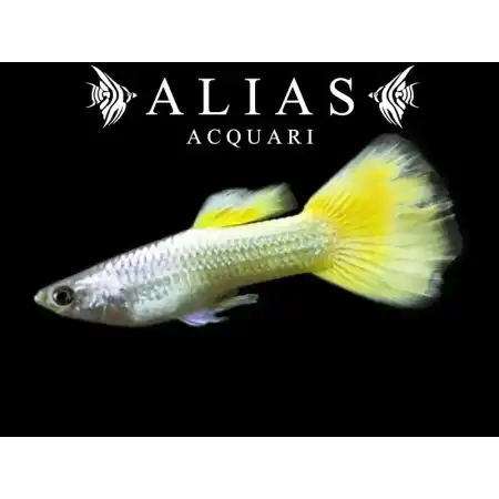 Guppy maschio German Yellow