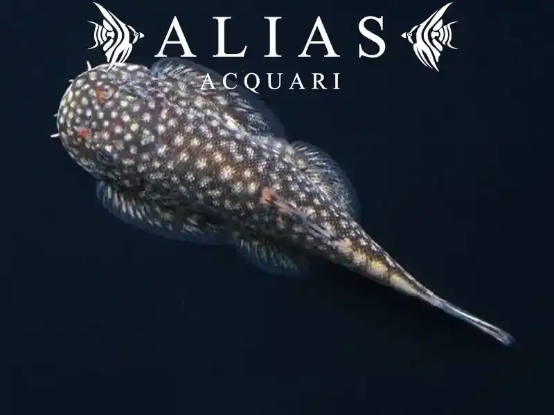 Pseudogastromyzon myersi