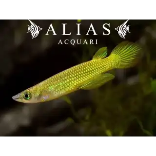 Aplocheilus lineatus gold