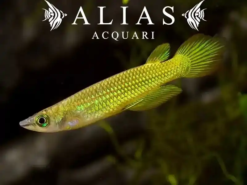 Aplocheilus lineatus gold