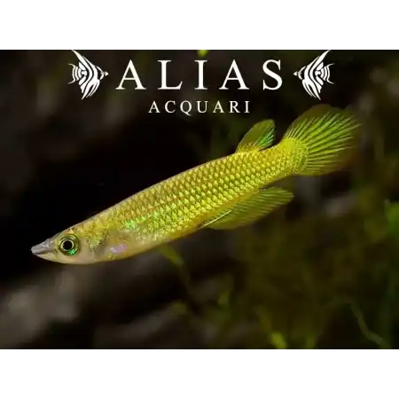 Aplocheilus lineatus gold