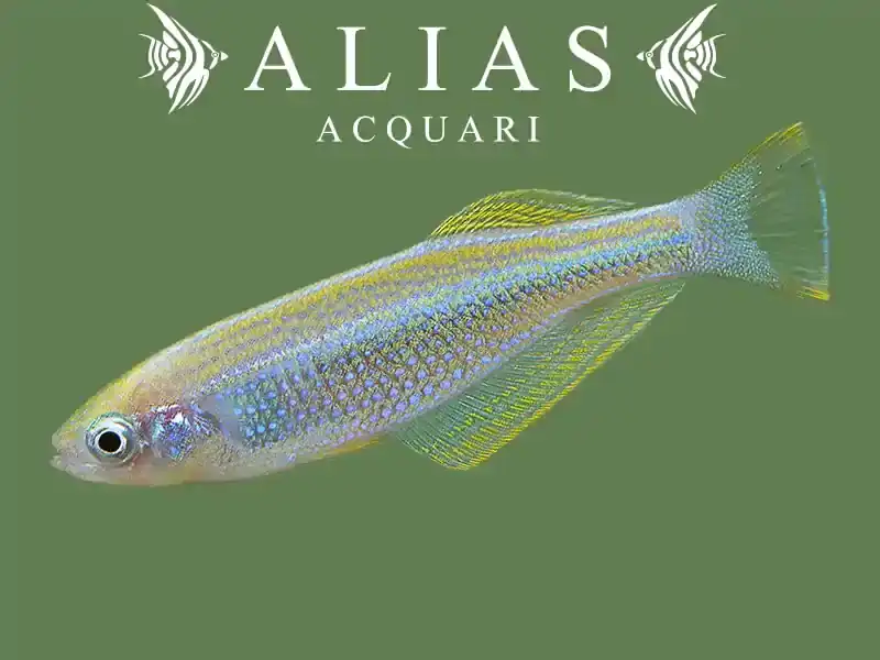 Lamprichthys tanganicanus