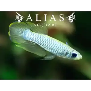 Aplocheilichthys normani