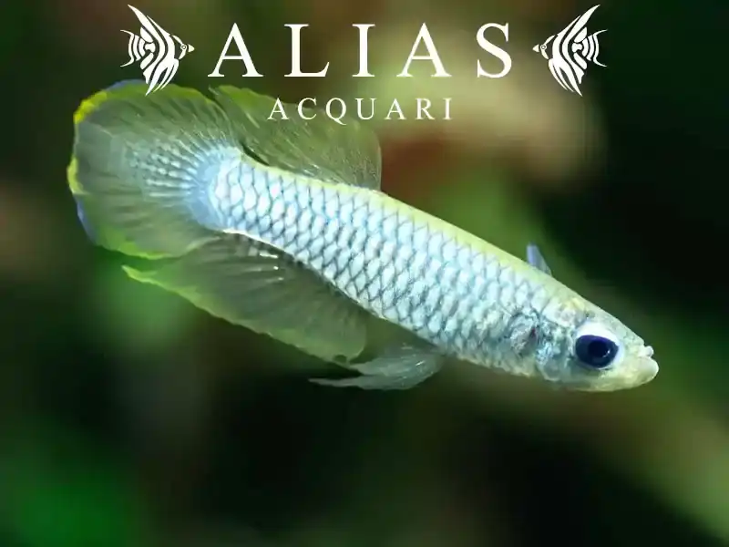 Aplocheilichthys normani
