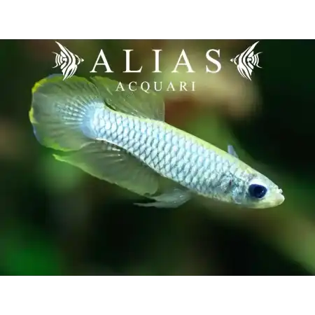 Aplocheilichthys normani