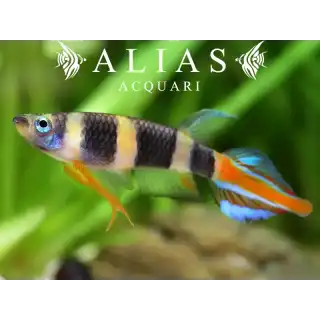 Pseudoepiplatys annulatus