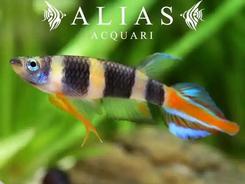 Pseudoepiplatys annulatus