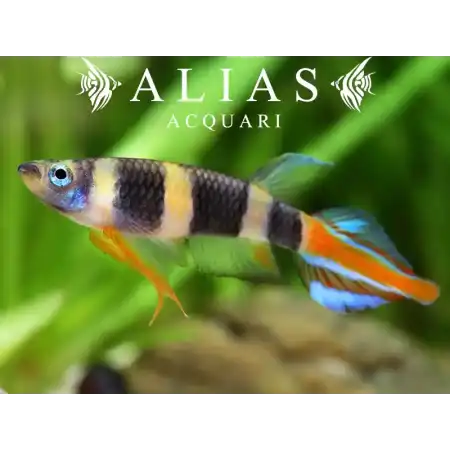 Pseudoepiplatys annulatus