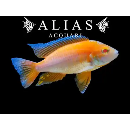Aulonocara jacobfreibergi «Eureka Albino»