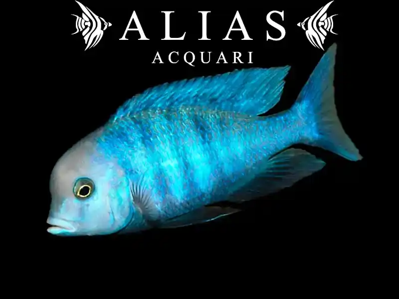 Haplochromis (Cyrtocara) Moorii