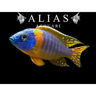 Aulonocara Korneliae