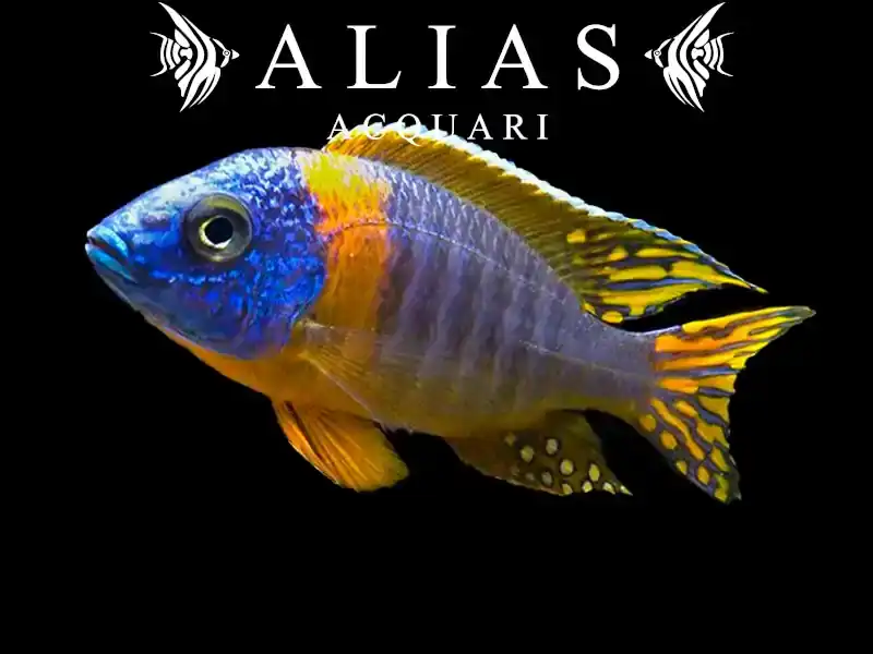 Aulonocara Korneliae