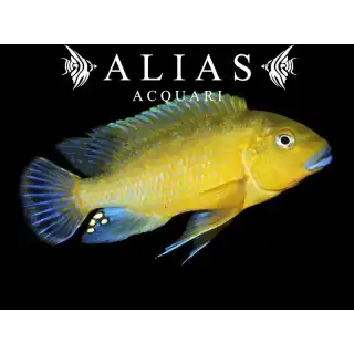 Pseudotropheus Wiliamsi