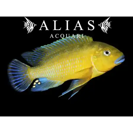 Pseudotropheus Wiliamsi