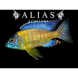 Aulonocara Steveni blue neon