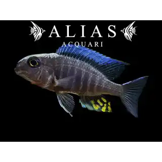 Aulonocara Kadensis