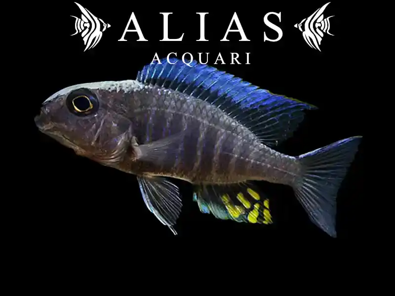Aulonocara Kadensis