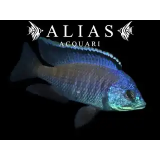 Placidochromis sp. Blue Otter