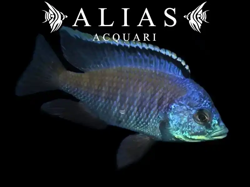 Placidochromis sp. Blue Otter