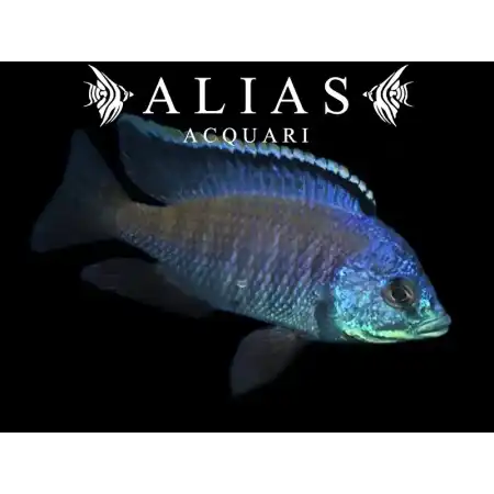 Placidochromis sp. Blue Otter