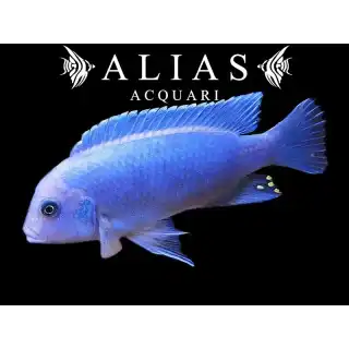 Pseudotropheus Zebra blue + blue