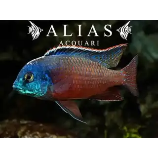Cyrtocara (Nyassachromis) Boadzulu