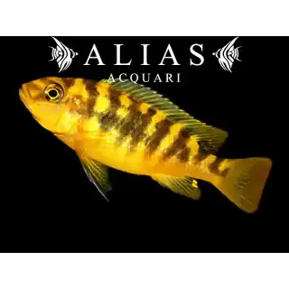 Pseudotropheus crabro