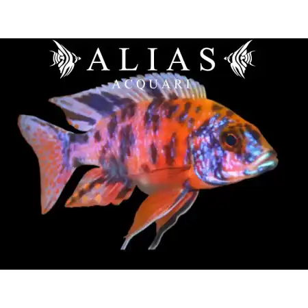 Aulonocara Calico red neon