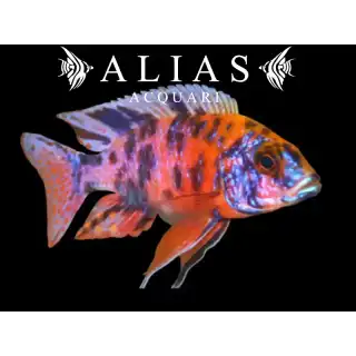 Aulonocara Calico red neon