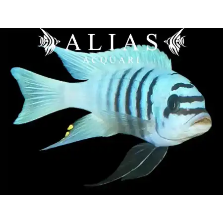 Pseudotropheus Zebra chilumba maison reef