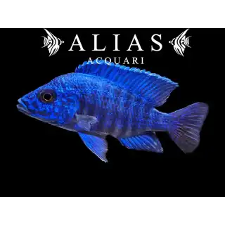 Aulonocara stuartgranti Chilumba