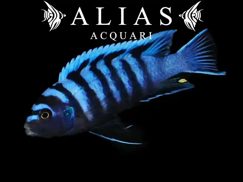 Cynotilapia Afra