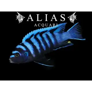 Cynotilapia Afra