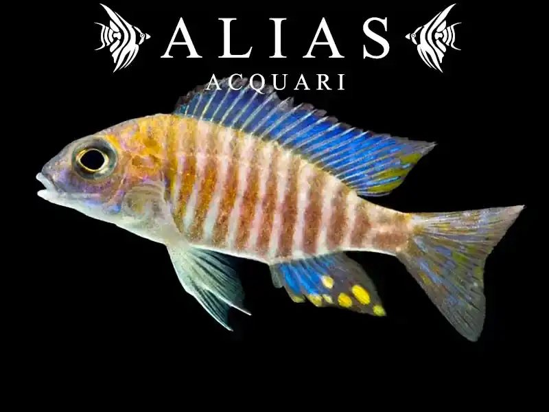 Aulonocara Ethelwihae