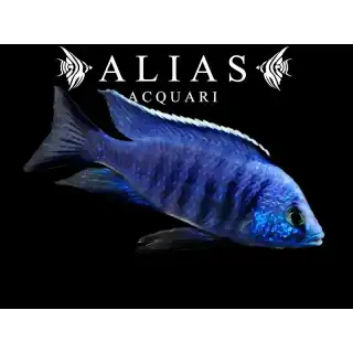 Copadichromis Azureus