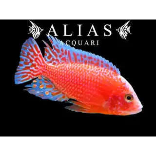 Aulonocara sp. Firefish