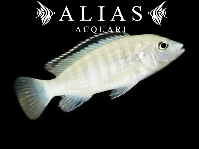 Labidochromis sp. White