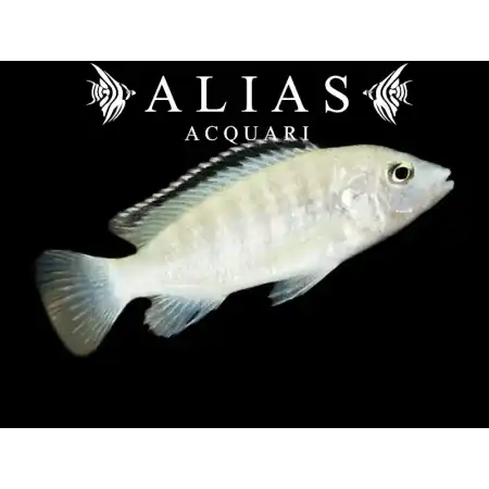 Labidochromis sp. White