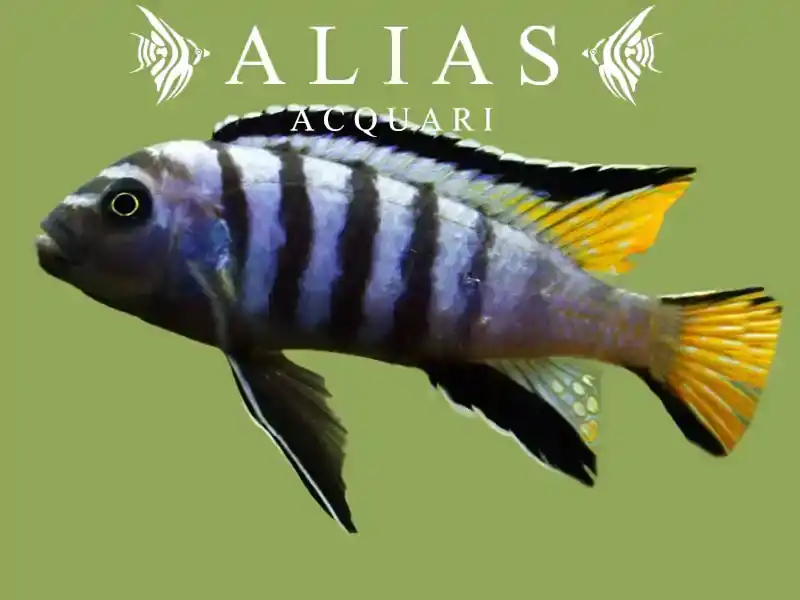 Pseudotropheus Elongatus