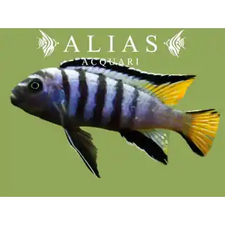 Pseudotropheus Elongatus