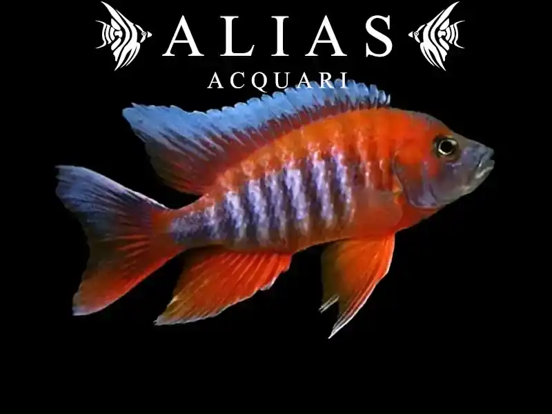 Aulonocara Jacobfreibergi