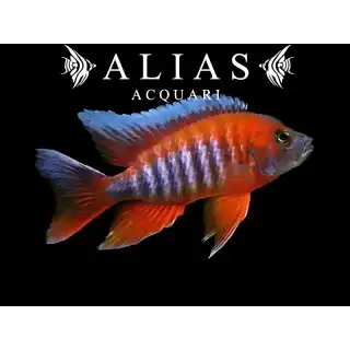 Aulonocara Jacobfreibergi