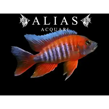 Aulonocara Jacobfreibergi