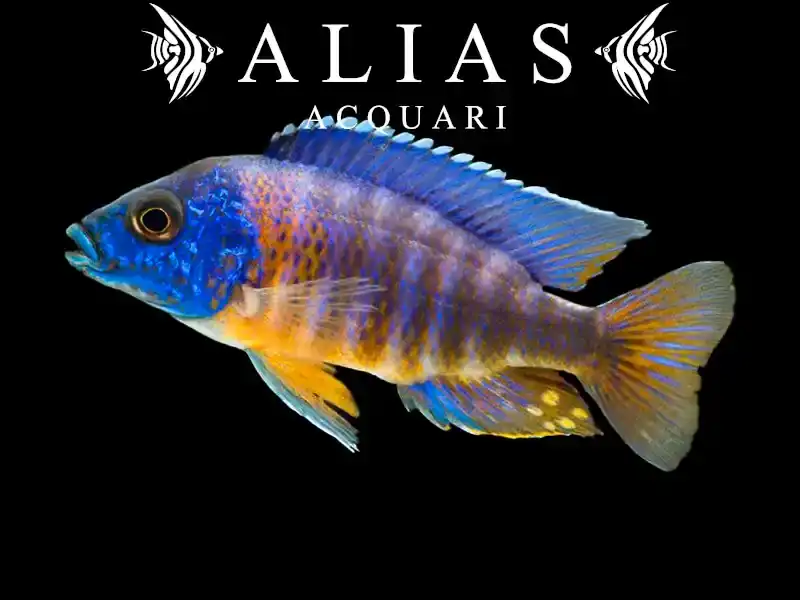 Aulonocara Hansbaenschi