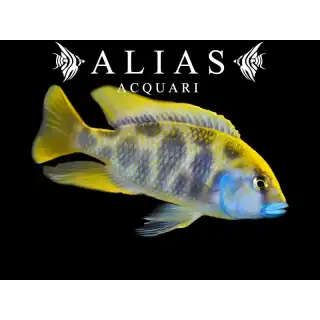 Haplochromis Venustus