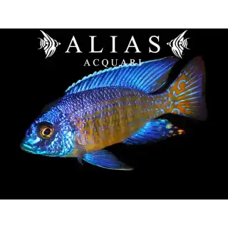 Aulonocara Stuartgranti